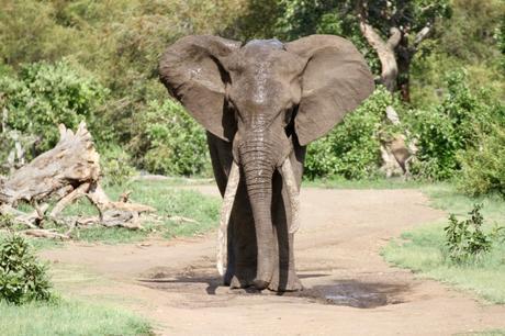 Sudafrica: safari al Parco Kruger consigli utili Sudafrica: safari al Parco Kruger consigli utili