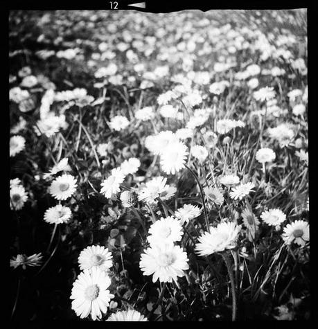 LOMOGRAPHY • daisies con Diana F+ Mr. Pink e ILFORD HP5 PLUS 400