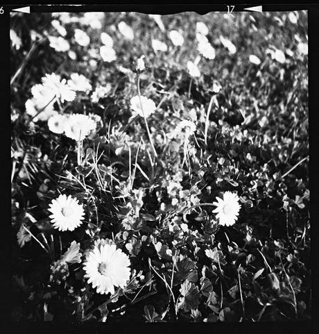 LOMOGRAPHY • daisies con Diana F+ Mr. Pink e ILFORD HP5 PLUS 400