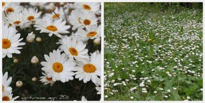 Benvenuta primavera