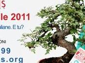 piccolo, grande albero solidarietà, bonsai Anlaids 2011 aiuta lotta contro l’AIDS