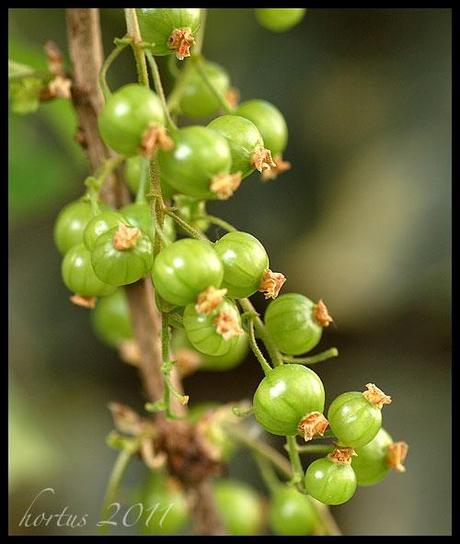 Ribes rosso