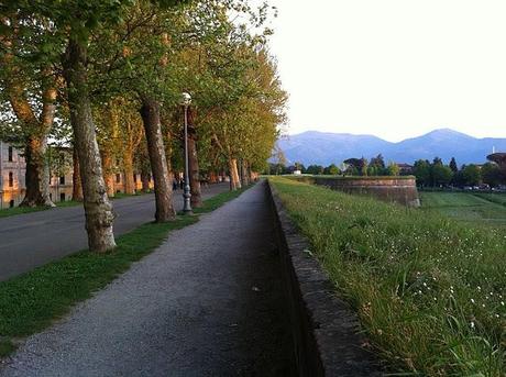 Lucca city walls