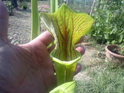 Sarracenia Flava 