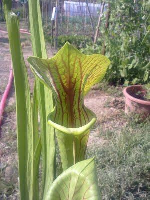 Sarracenia Flava 