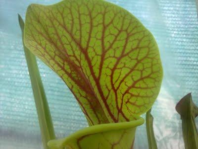 Sarracenia Flava 