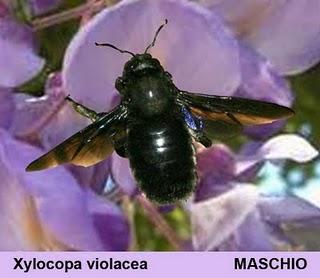 L'Ape legnaiola, Xilocopa violacea