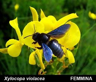 L'Ape legnaiola, Xilocopa violacea