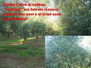 Perché l’olivo di cultivar “coratina” nel Salento leccese produce due anni e al terzo anno non da frutto?