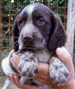 cane cucciolo animale caccia