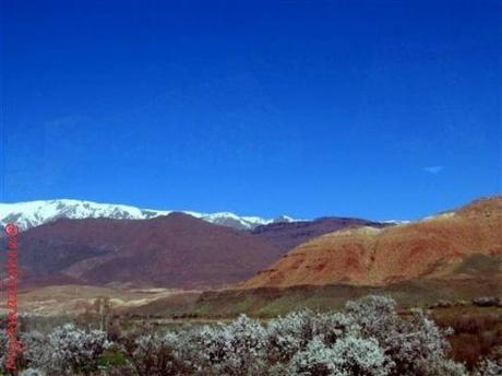 Il Mandorlo in Marocco