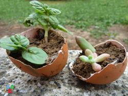 GUSCI DI UOVA O CREATIVI VASETTI?