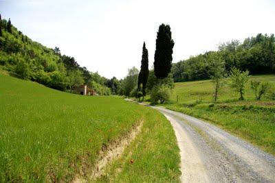 papaveri lungo la strada per Pierino