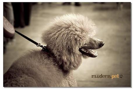 Expo canina Ancona 2011