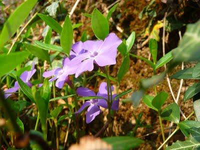 I colori della natura: pervinca