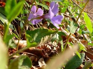 I colori della natura: pervinca