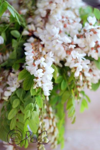 fiori di robinia