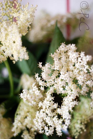 fiori di sambuco