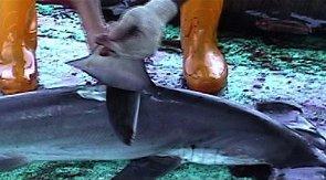 Fermiamo l'asprtazione delle pinne di squalo