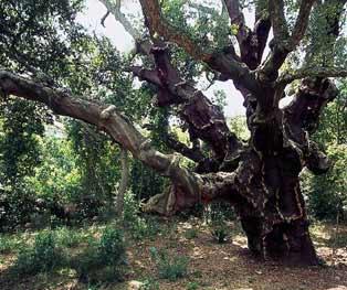 Riserva naturale Bosco di Santo Pietro