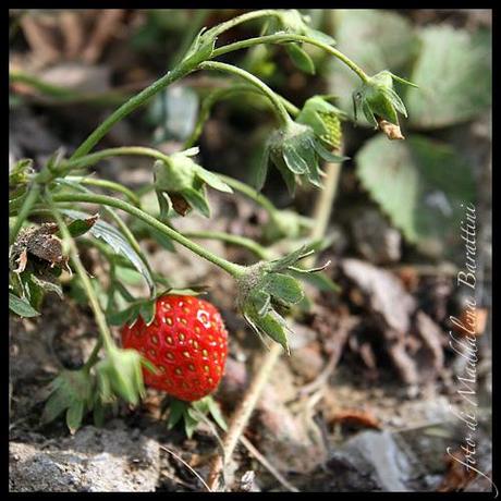 La prima fragola