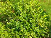 Come scatta foto Xperia 8MegaPixel