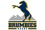 Brumbies