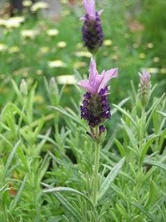 LAVANDA STOECHA