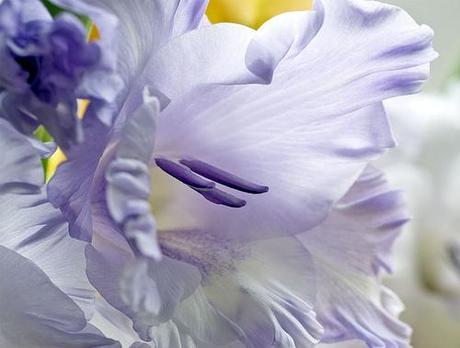 Gladioli;creiamo una bella composizione.