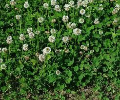 Speciale Il linguaggio segreto dei fiori - Ogni fiore ha la sua storia