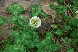 Speciale Il linguaggio segreto dei fiori - Ogni fiore ha la sua storia