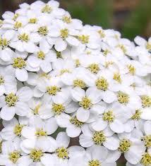 Speciale Il linguaggio segreto dei fiori - Ogni fiore ha la sua storia