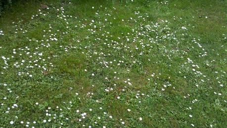 218124 214070948605906 120870567925945 862807 6249867 n Come scatta le foto Motorola Milestone 2 a 5 MegaPixel