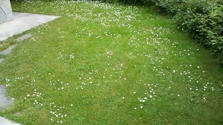 217032 214071848605816 120870567925945 862818 2781125 n Come scatta le foto Motorola Milestone 2 a 5 MegaPixel