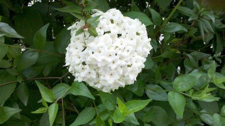 221723 214071545272513 120870567925945 862816 1574640 n Come scatta le foto Motorola Milestone 2 a 5 MegaPixel