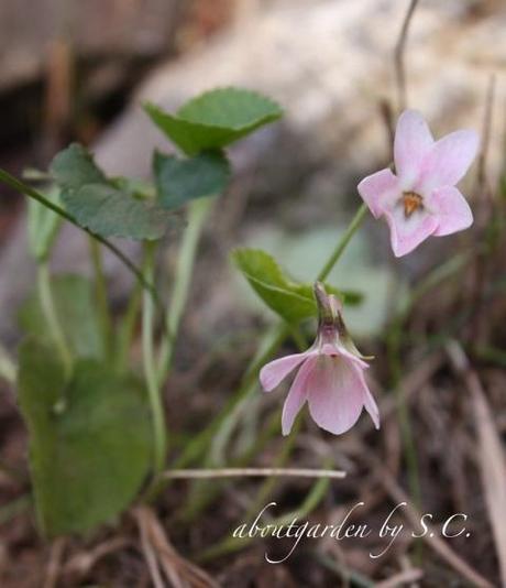 le ultime violette di stagione…