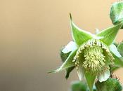 Fior lamponi Flowers raspberries