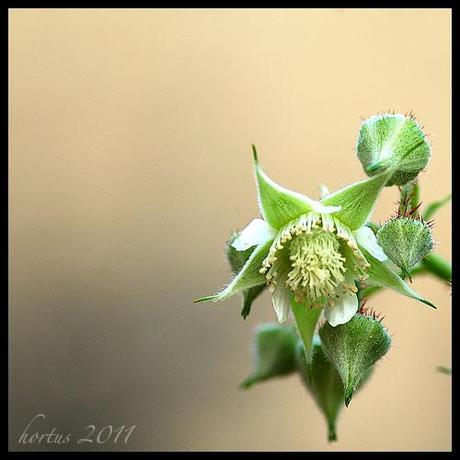 Fior di lamponi / Flowers raspberries