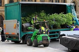 Royal wedding: foresta incantata in chiesa