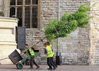 Royal wedding: foresta incantata in chiesa