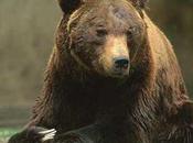 Dagli all'orso bruno