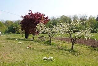 Garden in progress