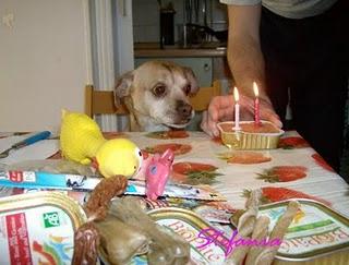 Torta di compleanno...per amici a 4 zampe