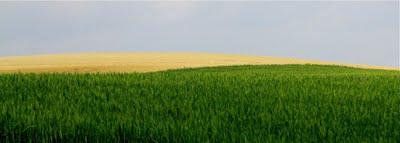 un po' di Marche (omaggio a Franco Fontana)