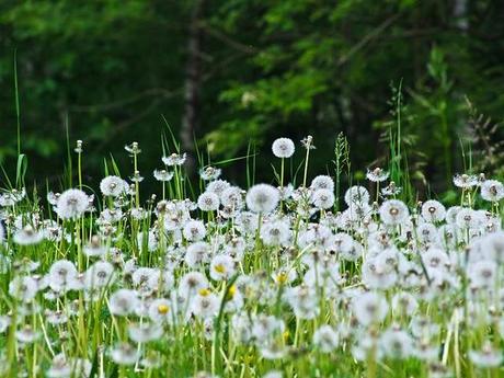 Meadows & Flowers