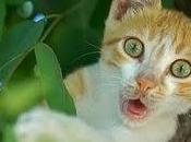 Obbligazione rende anno!!