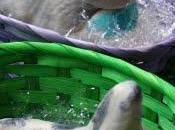 Conigli pasquali reali... vegani! Come possibile?