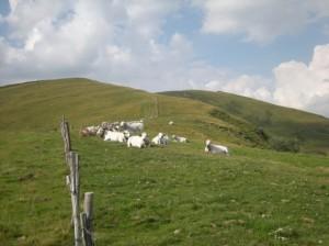 monte chiappo giarolo appennini pascolo allevamento