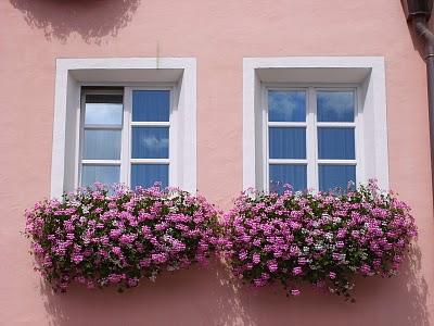 A caccia di finestre in fiore/ Hunting flowery windows