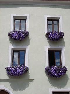 A caccia di finestre in fiore/ Hunting flowery windows